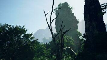 uma grupo do árvores e pedras dentro uma floresta foto