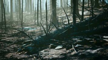 floresta com fumaça arte fogo foto