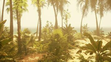 uma Visão do uma de praia através alguns Palma árvores foto