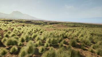 muito controlo remoto spinifex Relva coberto local dentro a ótimo victoria deserto foto