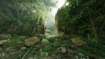 uma denso e vibrante verde floresta com uma variedade do alta árvores foto