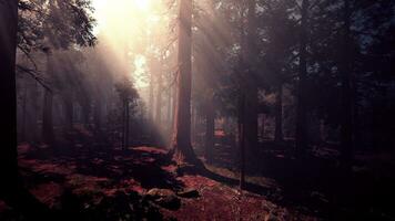 uma denso floresta com imponente árvores foto