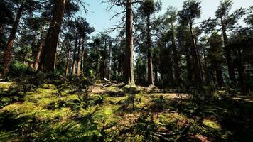 uma denso e majestoso floresta com imponente árvores foto