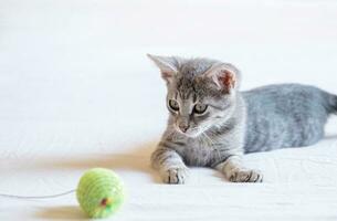 bonita cinzento gatinho jogando com bola às casa cama foto