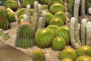 cacto jardim vários tipos do lindo cactos exótico cacto coleção. foto