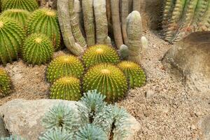 cacto jardim vários tipos do lindo cactos exótico cacto coleção. foto