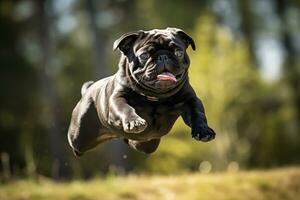 ai gerado uma vôo Preto gigante pug foto