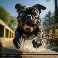 ai gerado uma corrida Preto gigante pug foto