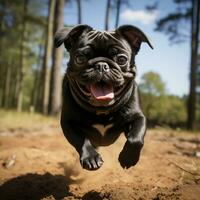 ai gerado uma corrida Preto gigante pug foto