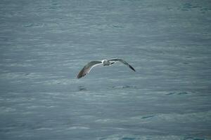 uma gaivota desnatação a superfície do a mar dentro procurar do uma refeição foto