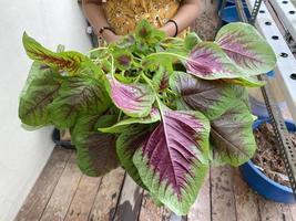 uma pessoa segurando amaranto de espinafre chinês recém-cultivado usando sistema hidropônico maranth usando sistema hidropônico foto