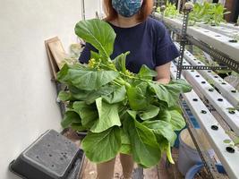 uma mão segurando choy sum recém-cultivado usando sistema hidropônico foto