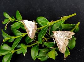 a mariposa do buxo cydalima perspectalis foto