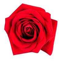 grande rosa vermelha fresca foto