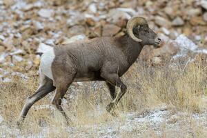 Colorado rochoso montanha veado selvagem ovelha veado selvagem RAM em uma Nevado colina. foto