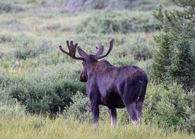 shiras bull alce nas montanhas rochosas do colorado foto