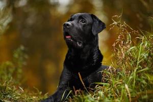 labrador molhado deita e olha para longe foto