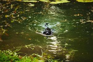 labrador preto nadando no rio