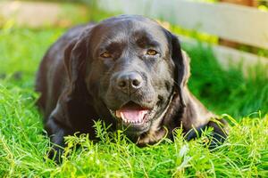 uma cachorro do a labrador retriever procriar mentiras em a grama. uma Preto cachorro é em repouso em uma ensolarado dia. foto