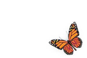 borboleta com amarelo e laranja cores asas em uma branco. 3d Renderização foto