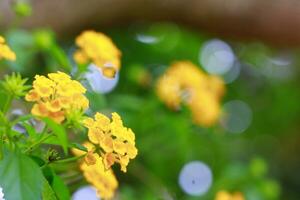 fechar acima lantana camara amarelo flores foto