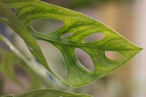 fechar acima do verde filodendro monstera Adansonii folhas dentro Indonésia chamado daun janda Bolong às casa quintal. foto