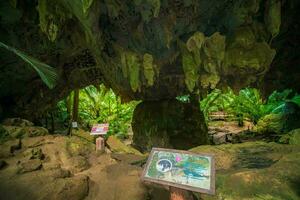 Uthaithani, tailândia, 2023 - a árvores panorama encontrado dentro a caverna conhecido Como hup pa tato. despercebidas dentro tailândia. foto