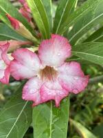 lindo adenium flores dentro a jardim foto