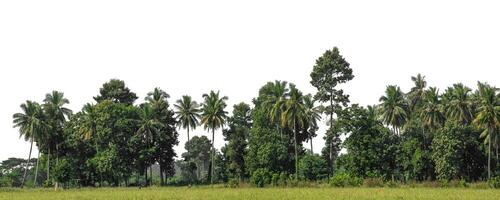 uma grupo do rico verde árvores Alto resolução em branco fundo. foto