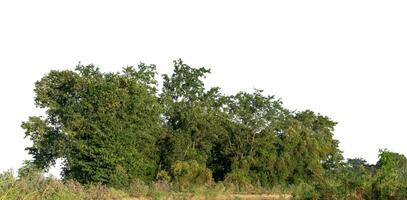 floresta dentro verão, Alto resolução em branco fundo. foto