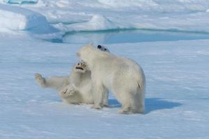 dois filhotes de urso polar selvagem brincando no gelo do mar Ártico, ao norte de svalbard foto