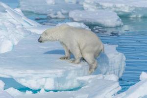 urso polar selvagem indo para o gelo ao norte da ilha de Spitsbergen, svalbard foto