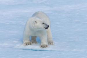 Filhote de urso polar selvagem em bloco de gelo no mar Ártico de perto foto