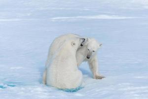 dois filhotes de urso polar selvagem brincando no gelo do mar Ártico, ao norte de svalbard foto