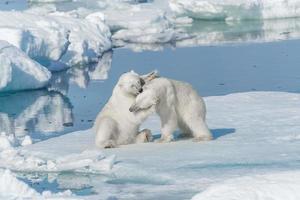 dois filhotes de urso polar selvagem brincando no gelo do mar Ártico, ao norte de svalbard