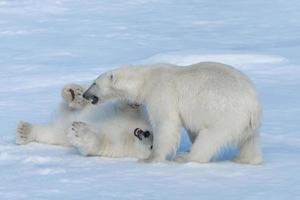 dois filhotes de urso polar selvagem brincando no gelo do mar Ártico, ao norte de svalbard foto