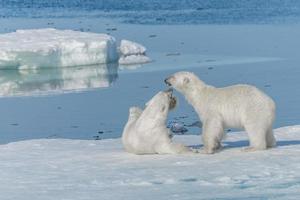 dois filhotes de urso polar selvagem brincando no gelo do mar Ártico, ao norte de svalbard foto