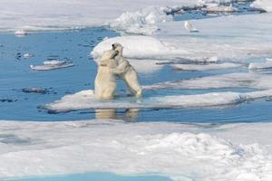 dois filhotes de urso polar selvagem brincando no gelo do mar Ártico, ao norte de svalbard foto