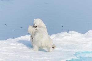 dois filhotes de urso polar selvagem brincando no gelo do mar Ártico, ao norte de svalbard foto