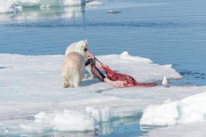 dois ursos polares selvagens comendo focas mortas no bloco de gelo ao norte da ilha de spitsbergen, svalbard foto