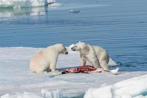 dois ursos polares selvagens comendo focas mortas no bloco de gelo ao norte da ilha de spitsbergen, svalbard foto