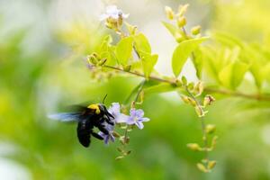 fechar acima insetos movimento vôo bumble abelha com flor. foto