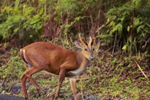 lado Visão do Latidos veado dentro khao yai nacional parque Tailândia foto