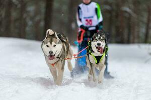 corrida de cães de trenó. equipe de cães de trenó husky no arnês corre e puxa o motorista do cão. competição de campeonato de esporte de inverno. foto