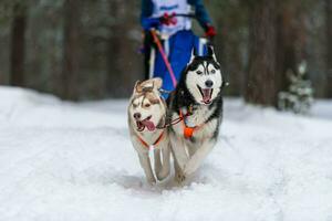 corrida de cães de trenó. equipe de cães de trenó husky no arnês corre e puxa o motorista do cão. competição de campeonato de esporte de inverno. foto