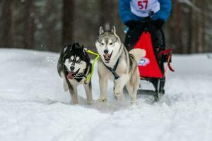 equipe de cães de trenó husky no arnês corre e puxa o motorista do cão. corrida de cães de trenó. competição de campeonato de esporte de inverno. foto