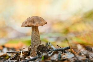 cogumelo leccinum versipelle na floresta de outono. bolete de bétula laranja. refeição saudável comestível. foto