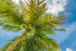 perfeito horário de verão período de férias papel de parede. azul ensolarado céu e coco Palma árvores Visão a partir de abaixo, vintage estilo, tropical de praia e exótico verão fundo, viagem conceito. surpreendente natureza de praia paraíso foto