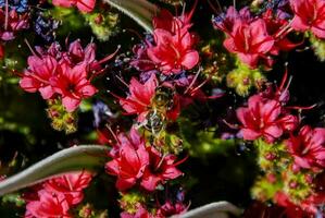 uma abelha em uma vermelho flor com roxa flores foto
