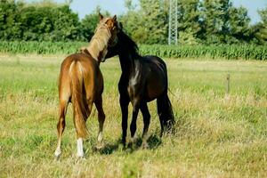 dois cavalos estão em pé dentro uma campo foto